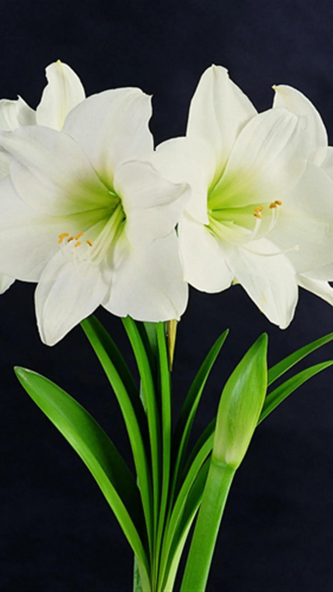 纯洁的百合花图片大全,纯洁的百合花