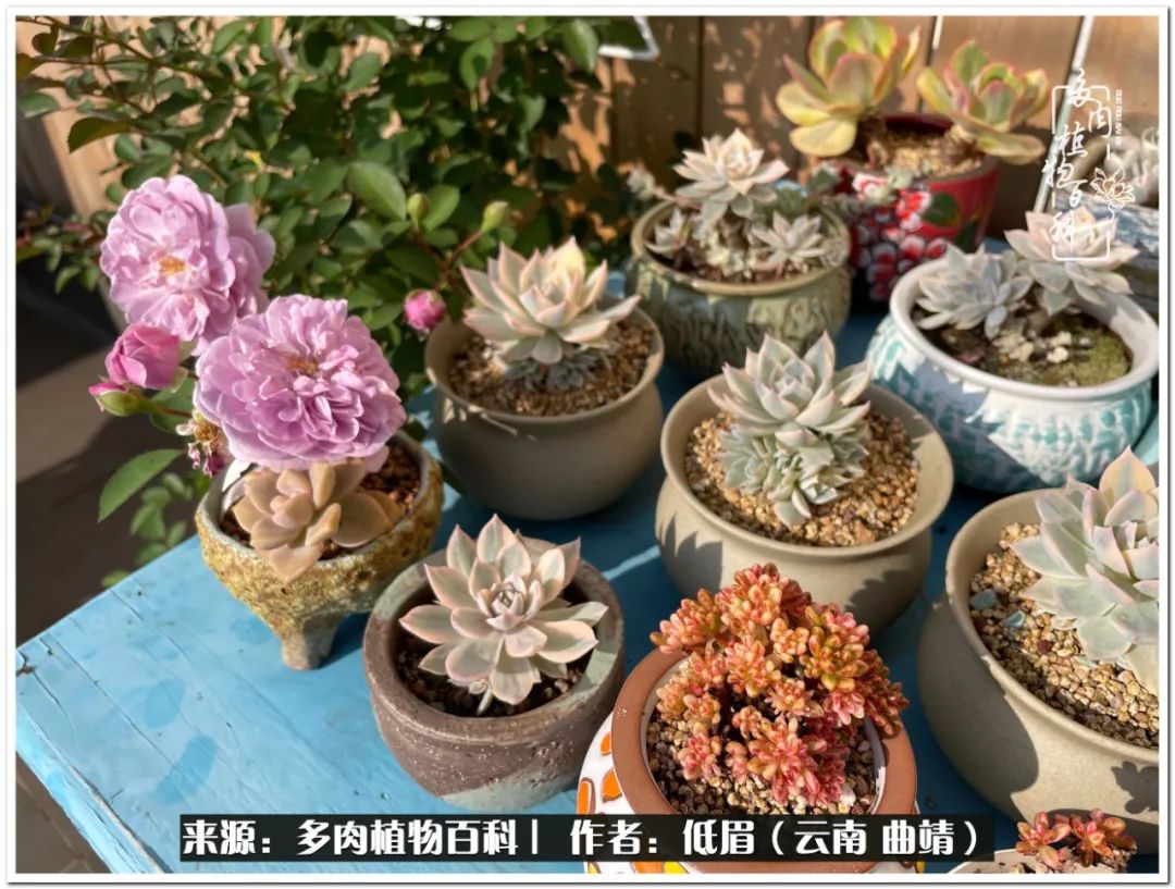 养了七年多肉,养了八年的肉肉终于开花了