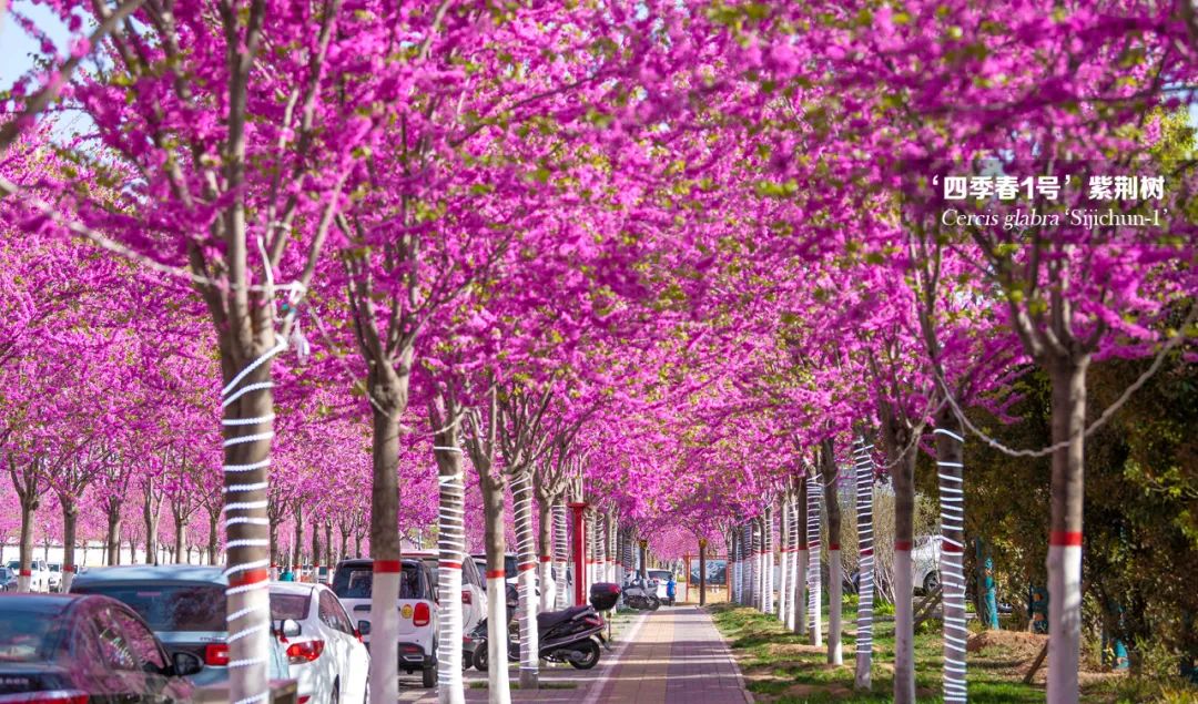 世上最美的林荫大道,欣赏一下美丽的林荫大道