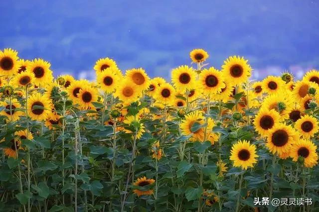 菠菜鸡蛋馅饺子的做法,菠菜鸡蛋馅饺子好吃吗
