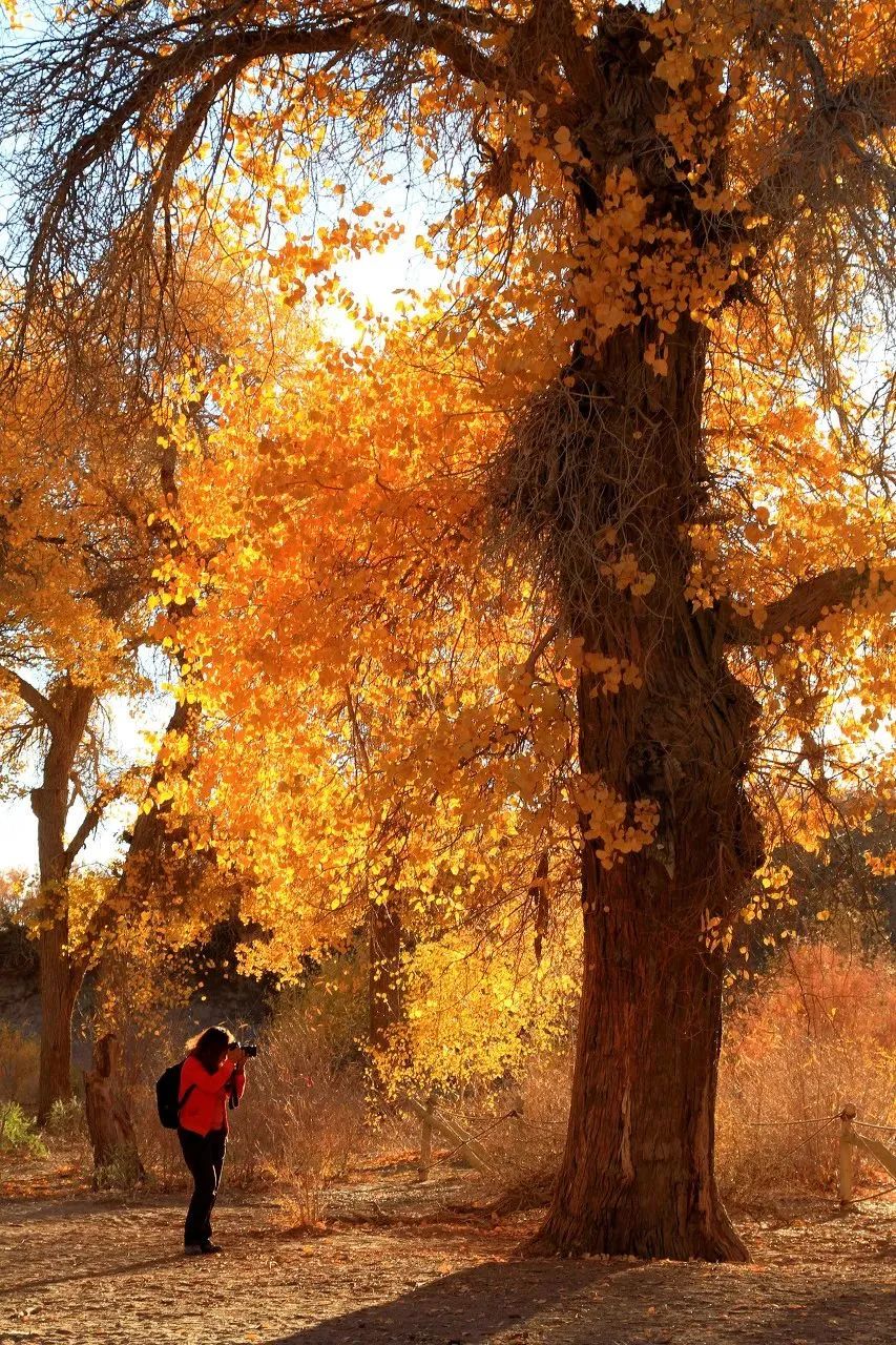 鍐呰挋鍙ゅ宸磋兒椋庢牸琛ｆ湇,澶氬反瀹夌┛鎼唴钂欏彜