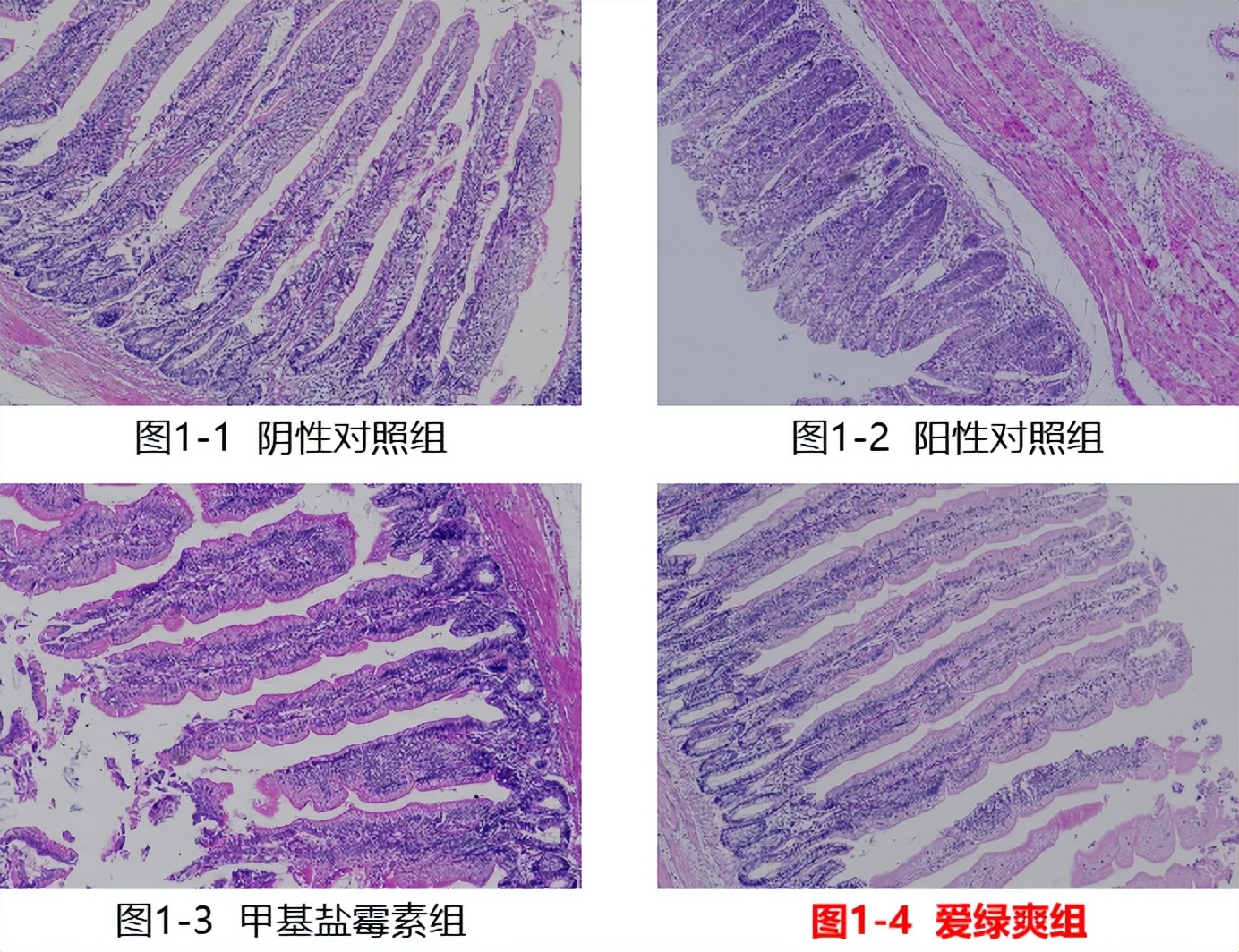如何防治球虫不再复发,防治球虫药