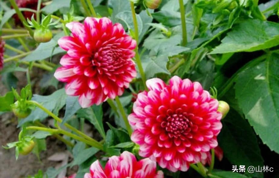 鲜花五彩缤纷争奇斗艳,最美鲜花一年四季都在争艳怒放