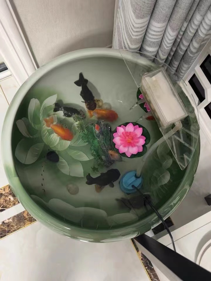 鱼缸大饲养密度小兰寿金鱼能活吗,兰寿金鱼饲养照明灯有必要吗