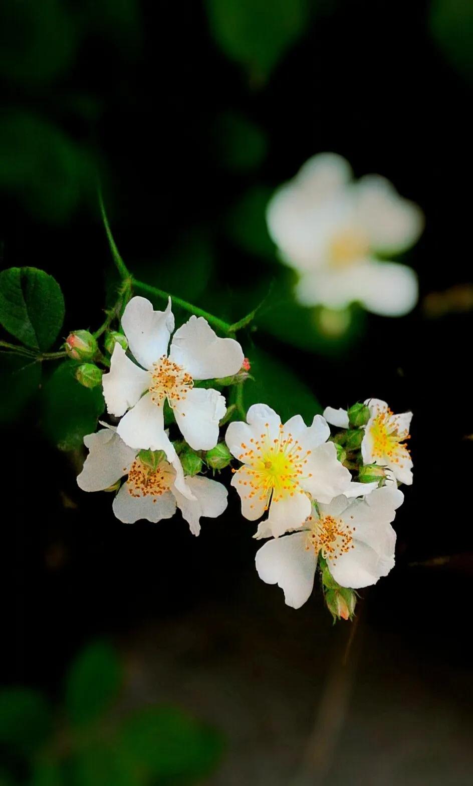 花开到荼蘼的诗句,花开荼蘼花事了诗句