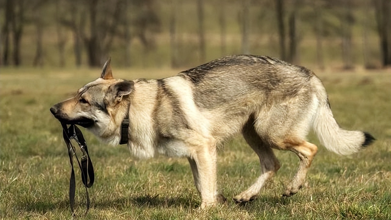 繁殖捷克狼犬赚钱吗,包办婚姻的狗狗