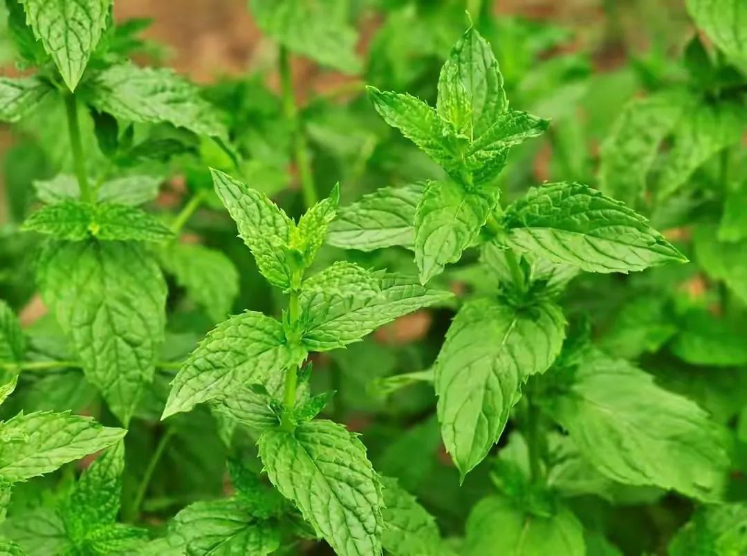 水培薄荷生根最快方法,水培薄荷扦插最简单方法
