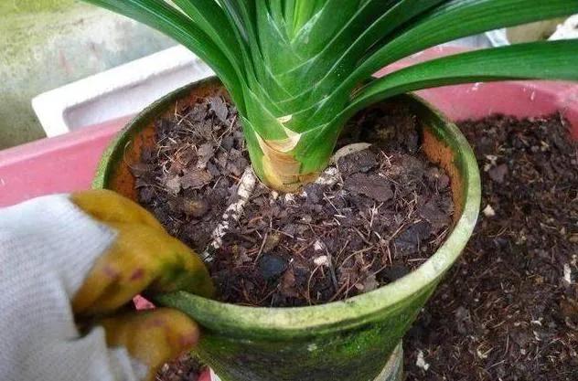 君子兰翻盆最好方法,君子兰如何翻盆和事后管理