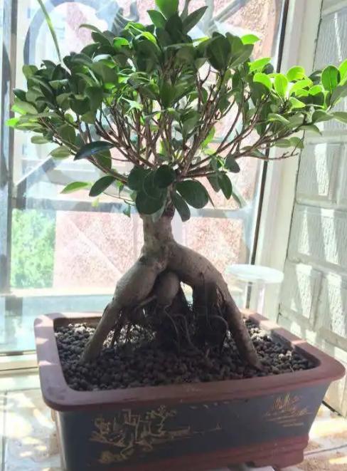 家里榕树盆景掉叶子,榕树在家里为什么掉叶子