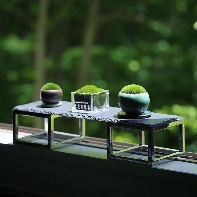 为什么苔藓养不活,苔藓为何养不活