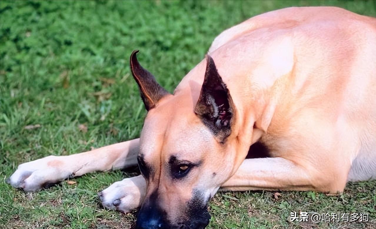 狗狗消化不良拉稀呕吐怎么办,狗狗消化不良呕吐白沫怎么处理