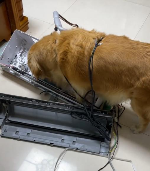 网红金毛coco到底是得了什么病,金毛coco离世原视频