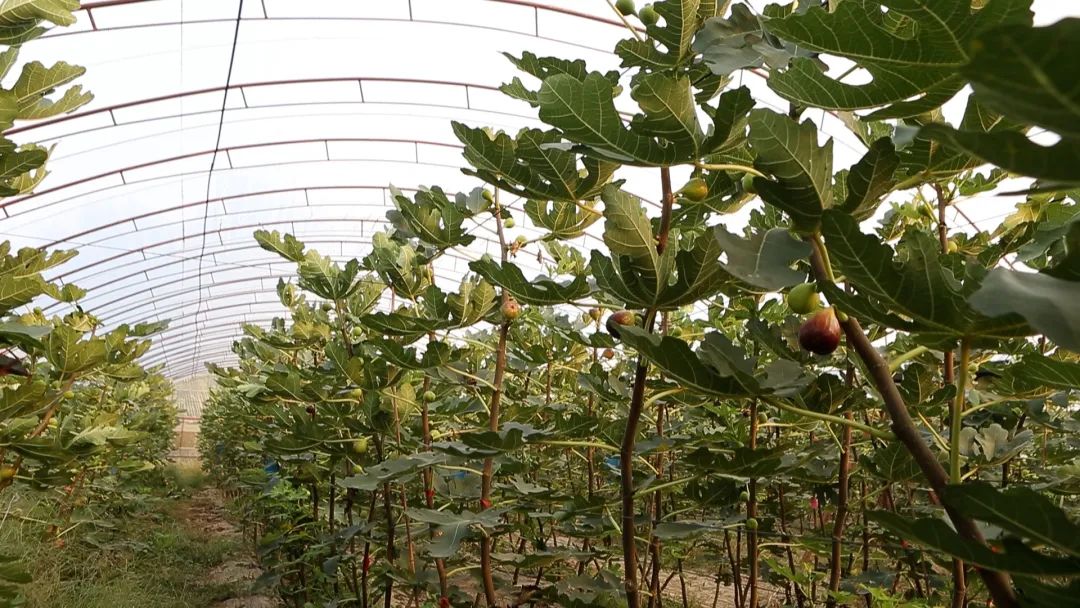 甜蜜来袭解放街道虹桥社区,甜蜜来袭柳江