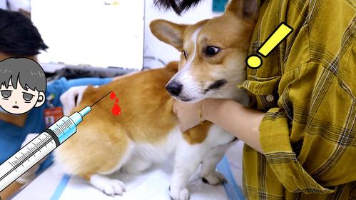 养了柯基不想养了能卖多少钱,养了柯基适合养猫么