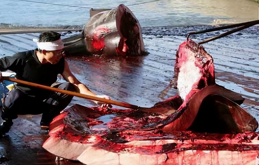 海豚湾到底是怎么回事,冒着生命危险揭露海豚湾秘密