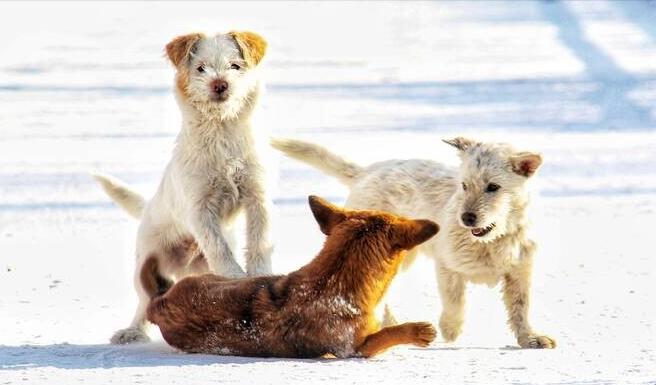 狗狗交配难舍难分？真正的原因，很多铲屎官都不知道