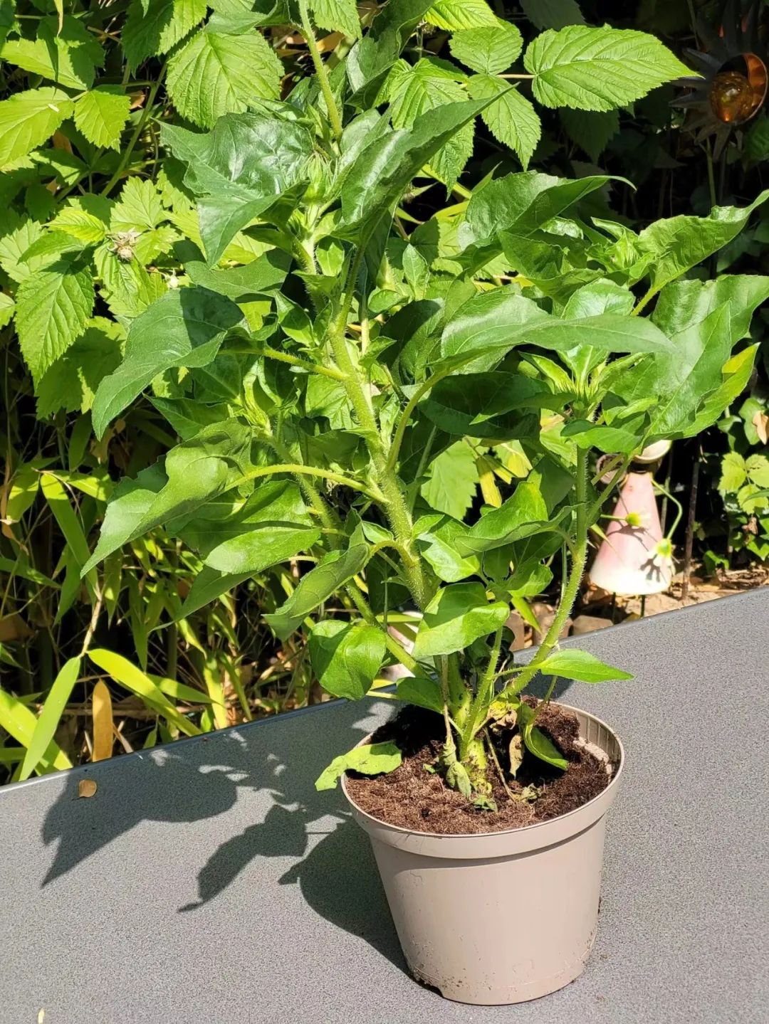 适合夏天养的7种花越晒开花越旺,夏天最能开的10种花越热越能开