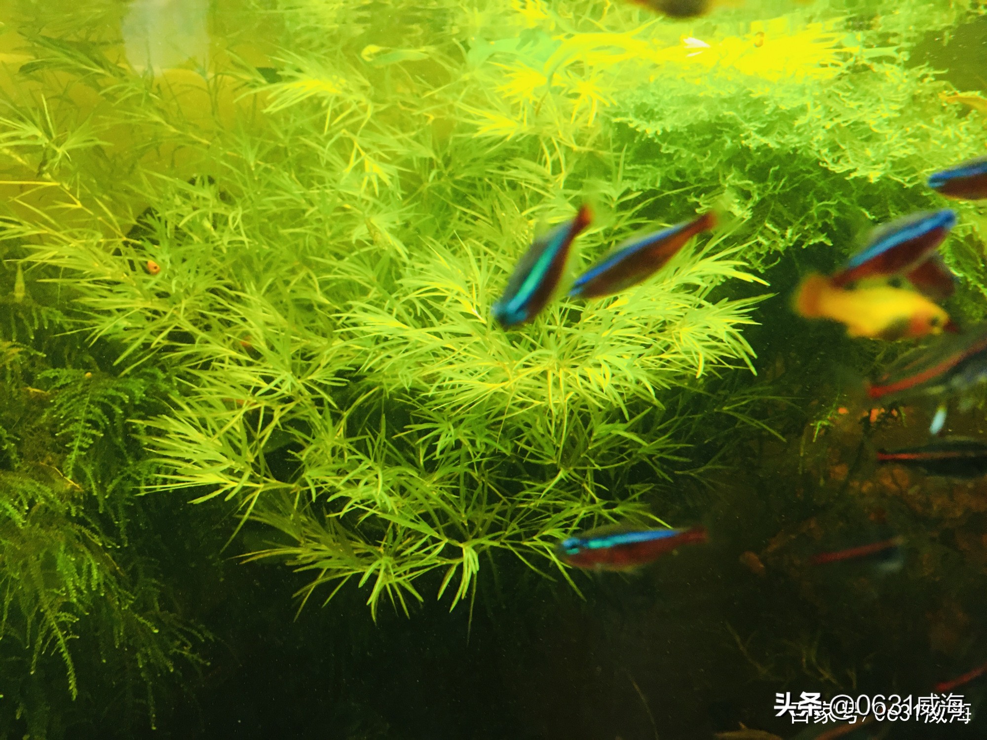 饲养金鱼需要注意的三大要点,金鱼冬季喂食注意事项