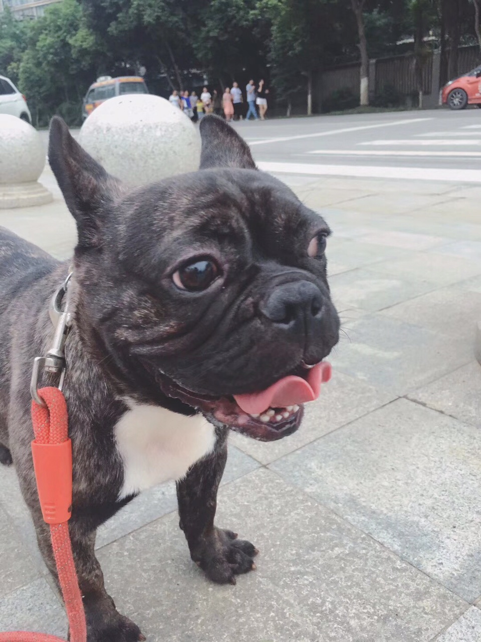 法斗狗的优点和缺点,小法斗的优点缺点