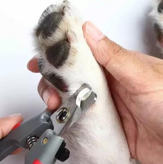 新手养公泰迪还是母泰迪,新手如何养泰迪