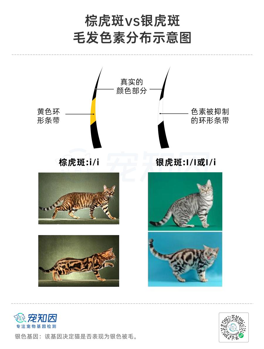 基因克隆最新突破,基因最新突破