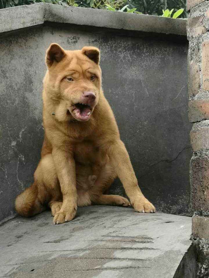 挑选好狗的几大诀窍,挑狗的方法和技巧冷知识