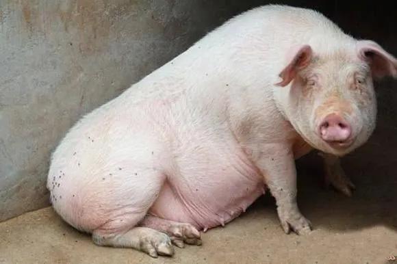 母猪老是不吃饭怎么回事,母猪不发情吃什么药