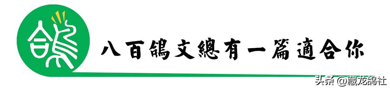 西翁鸽有多厉害,西翁顶级种鸽图