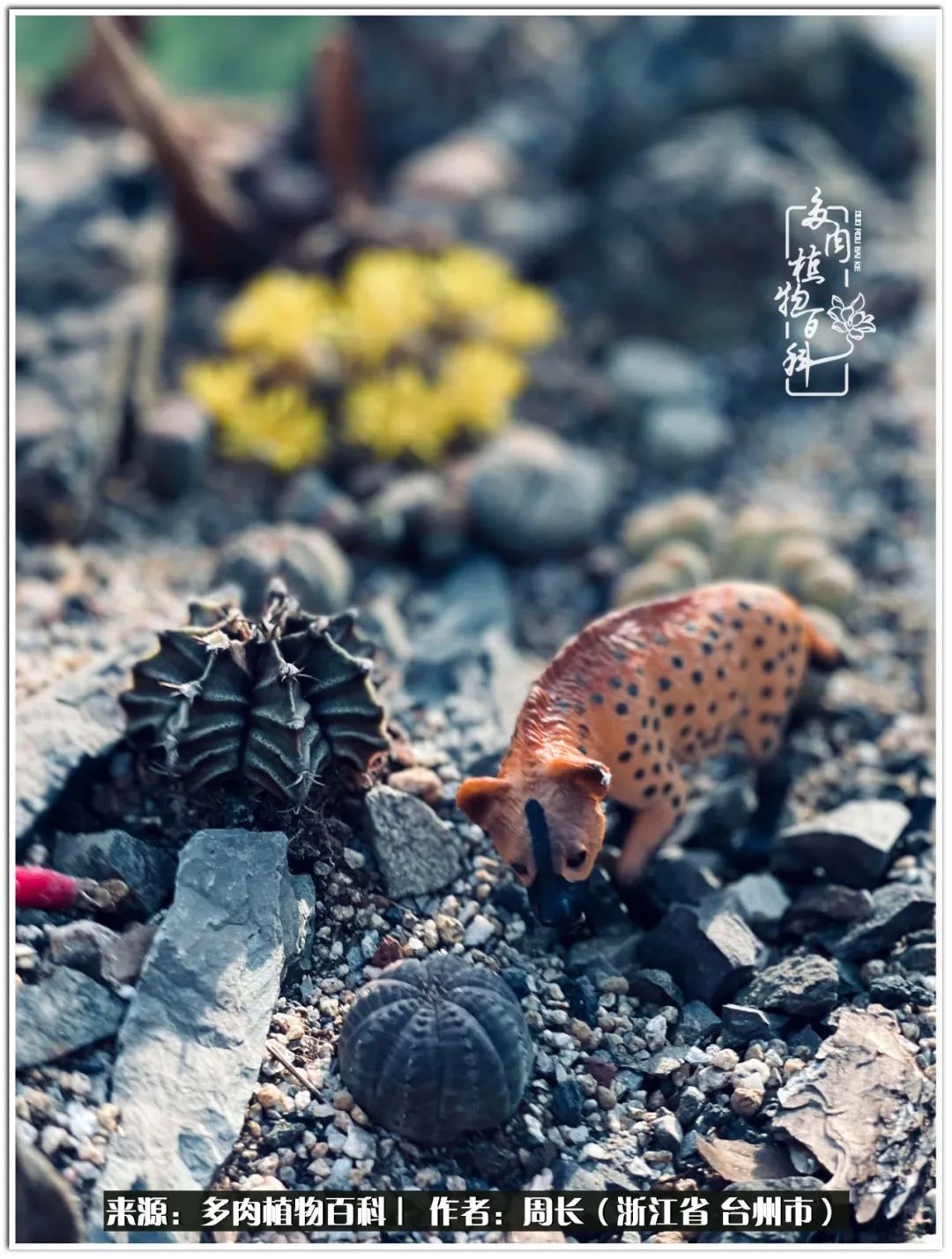 多肉拼盘新手入门,多肉拼盘说说