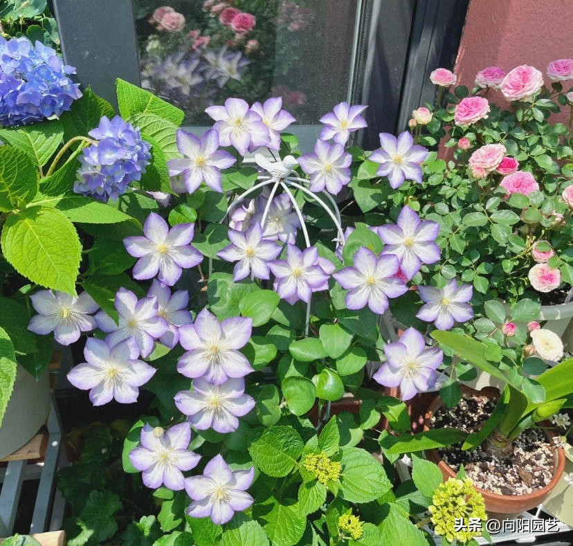 铁线莲买根的都是假的吗,网购的铁线莲没有芽点还有希望吗