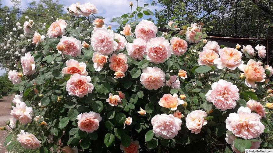 从“运茶快船(TeaClipper)”到英国人对中国茶叶的狂热