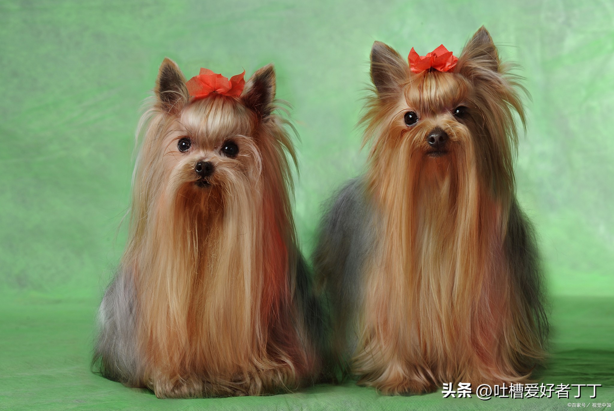 小型宠物狗品种大全,白色宠物狗小型品种