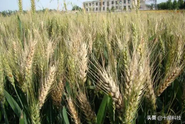 2023抗病高产小麦品种,河南抗倒伏高产小麦品种