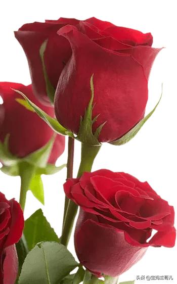 漂亮又特别的玫瑰花图片,特别漂亮的彩色玫瑰花图片