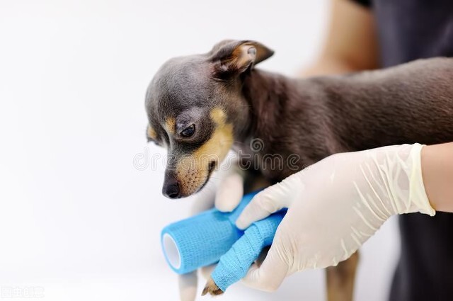 狗狗伤口渗出血怎么办,狗狗伤口发脓怎么处理