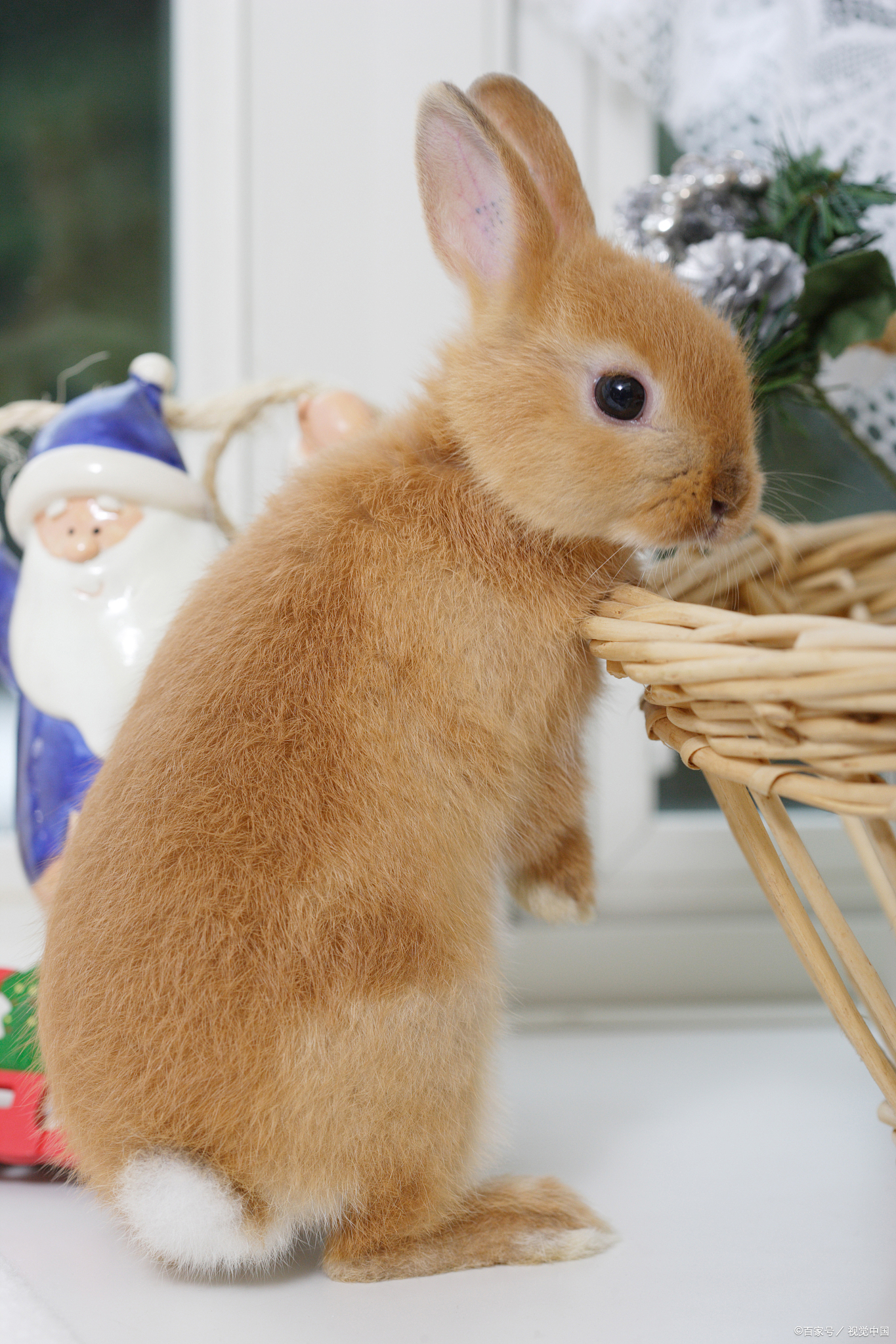 兔子不能洗澡怎么回事,兔子不能洗澡用什么清理