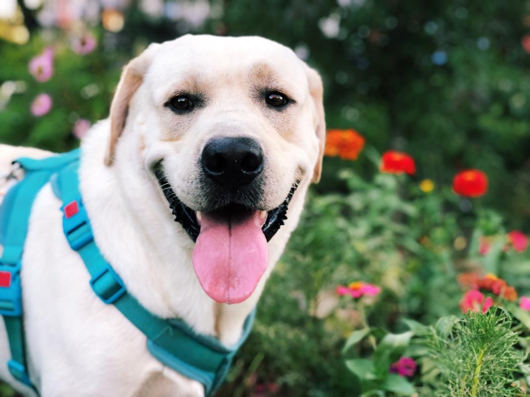 拉布拉多的优点和缺点是什么,拉布拉多和金毛的优点和缺点