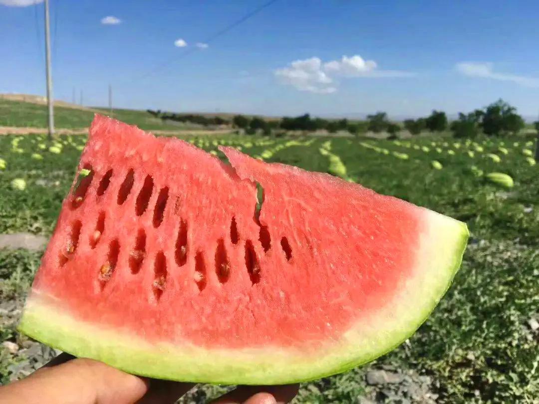 中国八个西瓜之乡,中国十大西瓜之乡名单