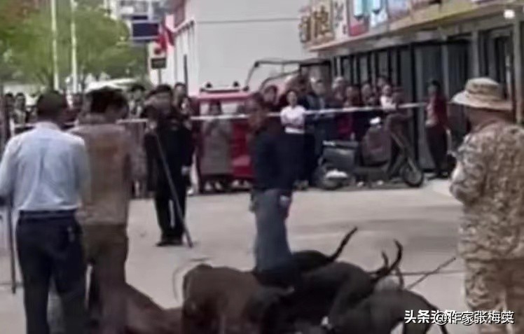 野猪闯入南昌街头彩票店完整版,野猪跑进彩票店南昌