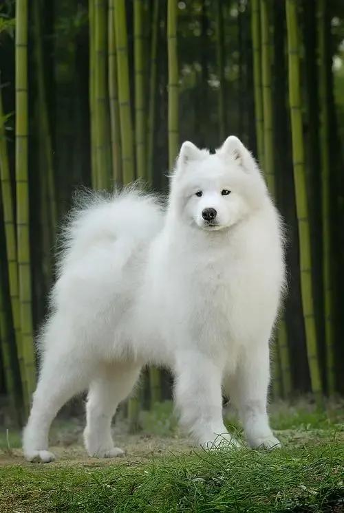 养狗首选的6只狗狗既好养又忠诚,养狗知识大全适合养什么样的狗狗