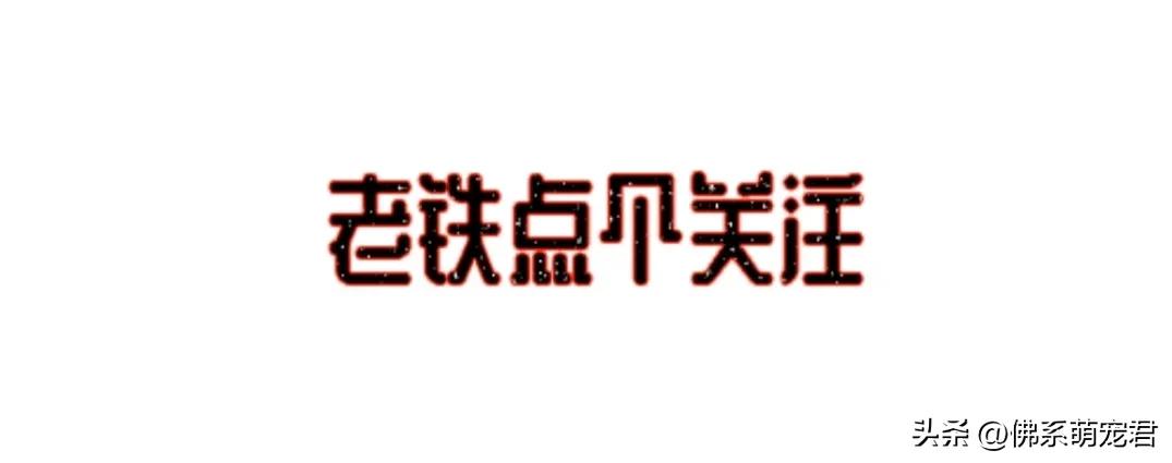 新手养猫省钱小知识大全,最全的新手养猫攻略