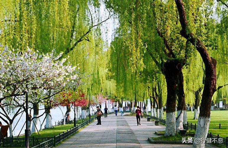 西湖荷花诗句古诗大全,荷花美景的诗句大全