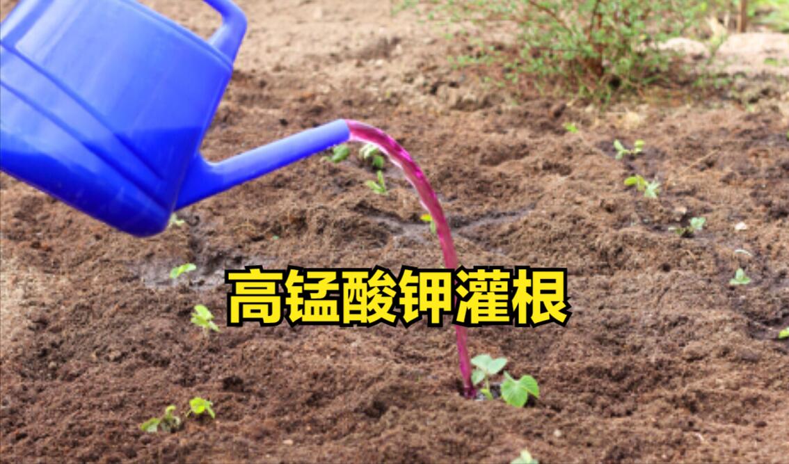 高锰酸钾对细菌病害有用吗,3%高锰酸钾