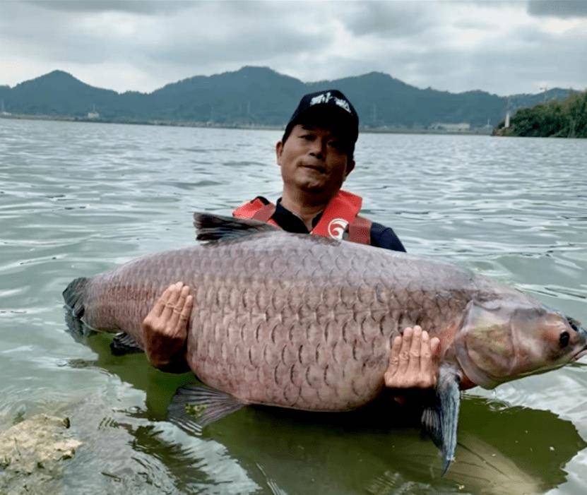 口碑最好的台钓综合性鱼竿排行榜,台钓鱼竿应该怎么选