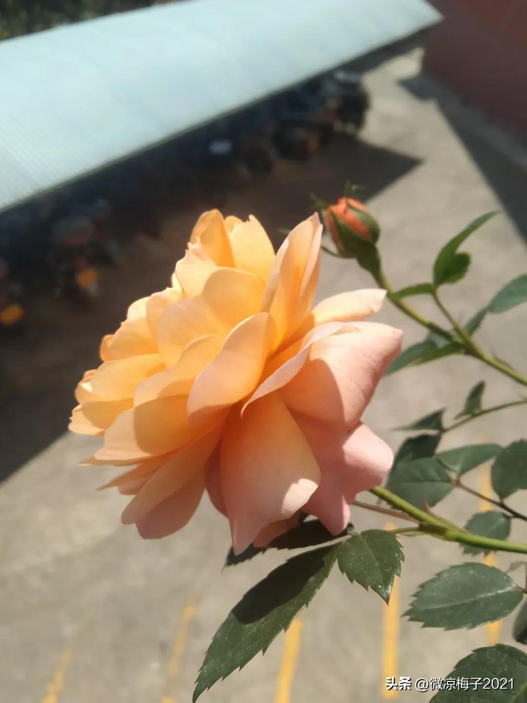 分享微头条的链接使用,征文的神器