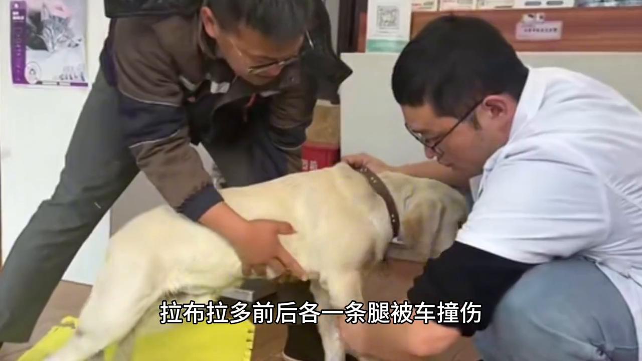 拉布拉多拿头撞狗,拉布拉多被车撞