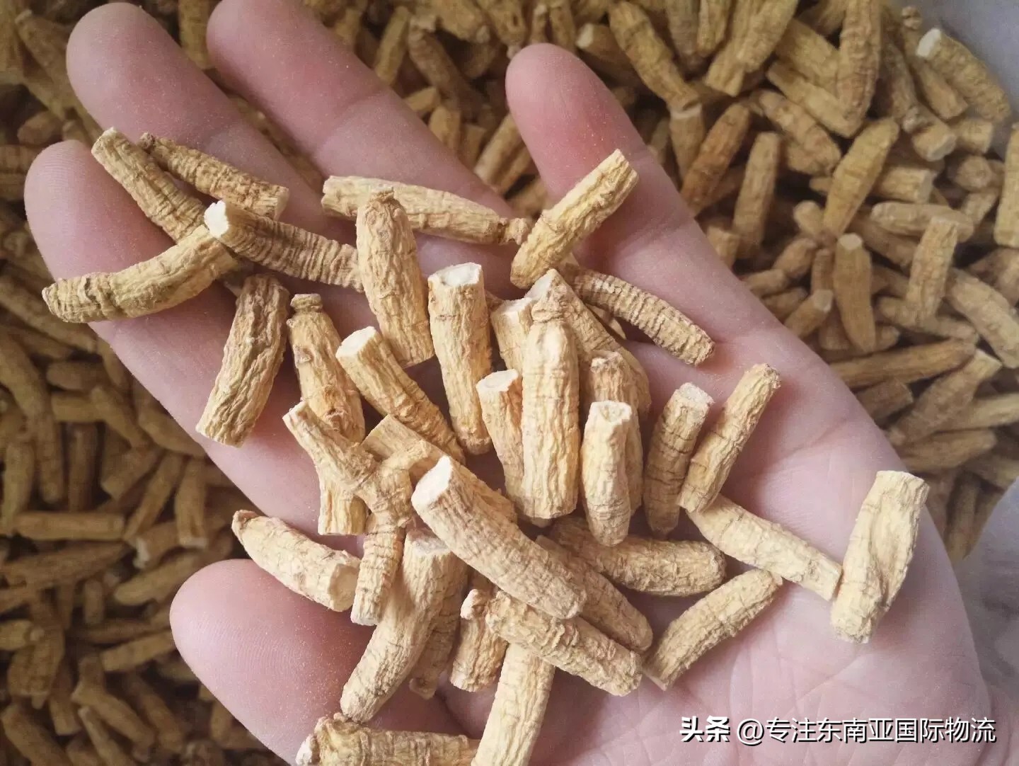 加拿大西洋参进口手续,中国进口西洋参最新政策