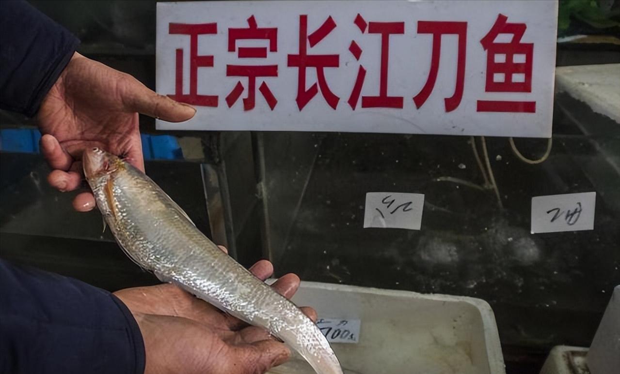 长江刀鱼是什么时候列入保护的,长江刀鱼几月份的最好