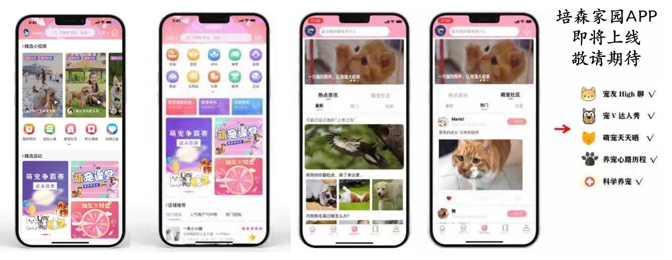 猫咪走丢土方法,猫咪走丢怎么缓解情绪