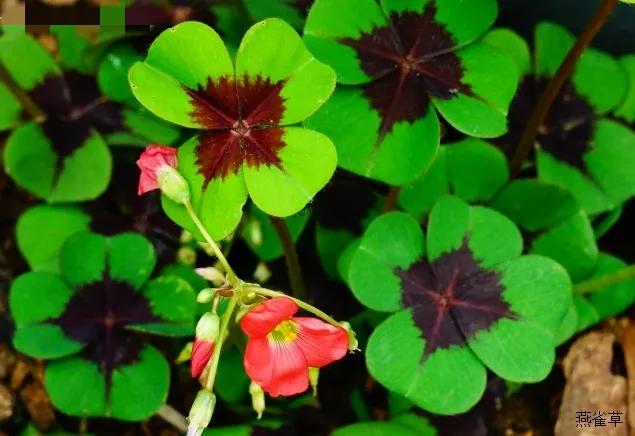 100种迷人的“数字花”,从零到一百万,真是太神奇了